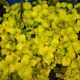 LYSIMACHIA  AUREA #1