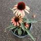 ECHINACEA DK SHADO MYSTIC #1