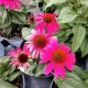 ECHINACEA SOM POCO HOT PINK #1