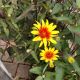 HELIOPSIS BURNING HEARTS #2