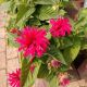 MONARDA BEE-YOU BEE HAPPY#1