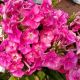 PHLOX  SUNSET CORAL #1.5