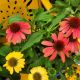 ECHINACEA CHEYENNE SPIRIT #1.5