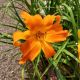 HEMEROCALLIS PRIMAL SCREAM #1