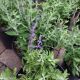 PEROVSKIA ATRIPLICIFOLIA #2