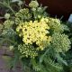 ACHILLEA SUNNY SEDUCTION #1.5