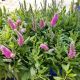 VERONICA SPICATA BUBBLE GUM CANDLES #1