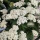 ACHILLEA NEW VINTAGE WHITE #1