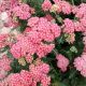 ACHILLEA NEW VINTAGE ROSE #1