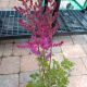 ASTILBE PURPLE CANDLES #1