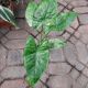 ALOCASIA 4