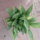 CALATHEA 6