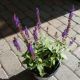 SALVIA C.S. VIOLET RIOT #1