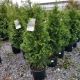 ARBORVITAE JUNIOR GIANT #3