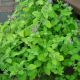 NEPETA CHARTREUSE ON THE LOOSE #1