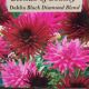 BULB DAHLIA C. BLACK DIAMOND