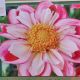 BULB DAHLIA BUMBLE RUMBLE 2PP