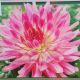 BULB DAHLIA MINGUS JULIE 2PP