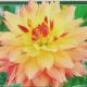 BULB DAHLIA ESTIMATE 2PP