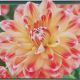 BULB DAHLIA HAPET HARMONY 2PP