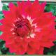 BULB DAHLIA DEBUTANTE 2PP