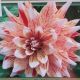 BULB DAHLIA MATS 2PP