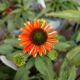 ECHINACEA SUMMERSONG FIREFINCH  #1