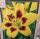 BULB LILY AS PIETON 2PP