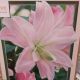 BULB LILY OR LOTUS QUEEN 2PP