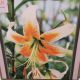 BULB LILY LADY ALICE 2PP