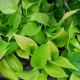POTHOS 3.5