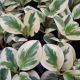 PEPEROMIA 4