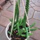 HUERNIA HANGING BASKET 6