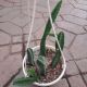 STAPELIA HANGING BASKET 6