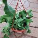 EPIPHYLLUM HANGING BASKET 8