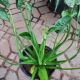 ALOCASIA 10