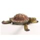 TURTLE FLOATING POLYRESIN