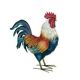 ROOSTER REGAL ART GOLDEN DUCKWING LARGE