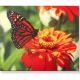 WALL PRINT BUTTERFLY OUTDOOR CANVAS