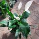 PEACE LILY 6