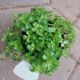 PILEA 3