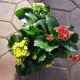 KALANCHOE 6