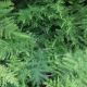FERN 3.5