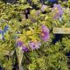 POLEMONIUM GOLDEN FEATHERS #1