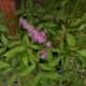 ASTILBE NEMO #2