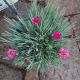 DIANTHUS CUTE AS A BUTTON #1