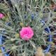 DIANTHUS DOUBLE BUBBLE #1
