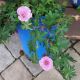 GERANIUM APPLE BLOSSOM #1