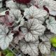 HEUCHERA SMOKE & MIRRORS #1