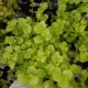 LYSIMACHIA GOLDEN JENNY #1